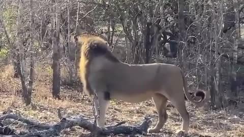 Lion Attacks the Hounds