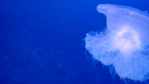 Graceful jellyfish undulates in water