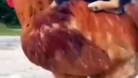 Little Dog 🐕 riding on a Chicken 🐓