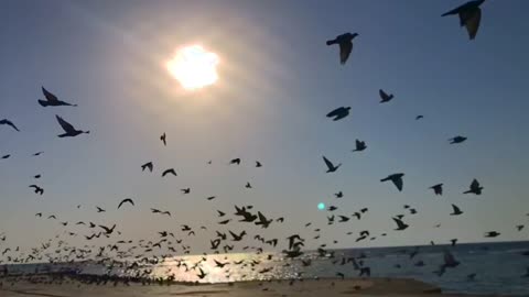 millions of birds fly