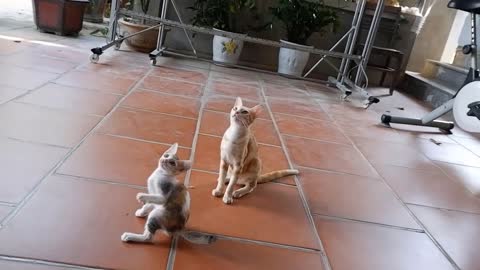 New Lovely Moments With Cute Cats Today So Cute Cats ♥ Best Funny Baby Cat Videos 2021 #21