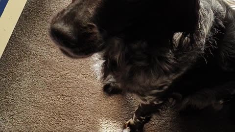 Cute dog begs for a tasty treat