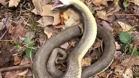 Hognose Snake Playing Dead