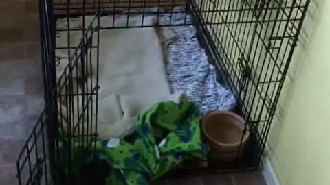 White dog escapes cage and barriers and is found on couch