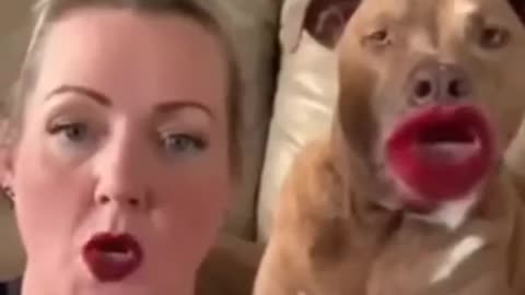 Funny Dog Video dog video