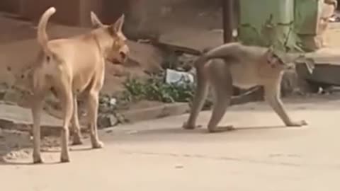 Super funny Video of a Dog and Monkey