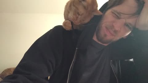Shoulder cat vs. hoodie