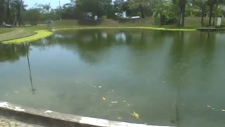 Uma linda visão do lago no museu de ciências, um lugar bonito [Nature & Animals]