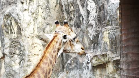Giraffe standing and eating food