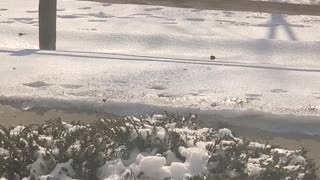 Doggo Confused by Frozen Hillside Physics