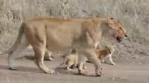 (ORIGINAL_AUDIO)_ADORABLE!_SIX_LION_CUBS_enjoy_