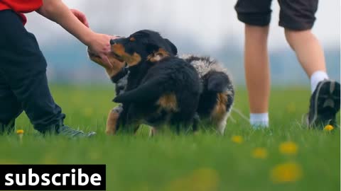 Cute Puppies Running And Playing Baby Dogs