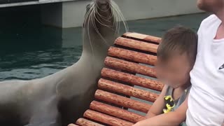 Sea Lion Performs on the Pier