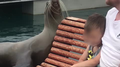 Sea Lion Performs on the Pier