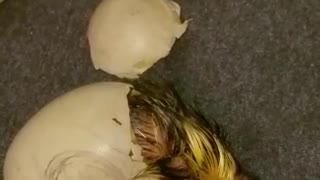 Ducklings Hatching