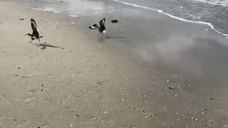 Willet Birds Fighting