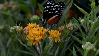 Dark Butterfly Collects Nectar From Flower