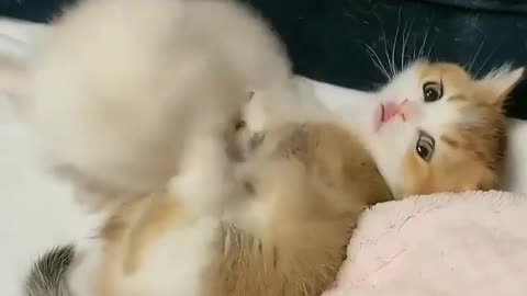 kitty hates tickling!