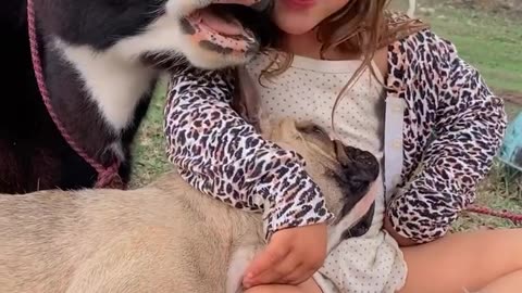 Viral videos , funny videos, funny animals , animals videos , funny and cute animals , cow videos