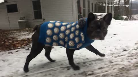 Black frenchie in blue jacket with white faces running