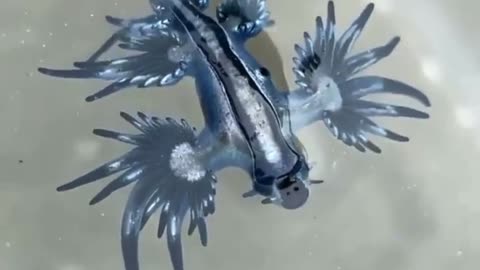 Blue Sea Slug Dancing