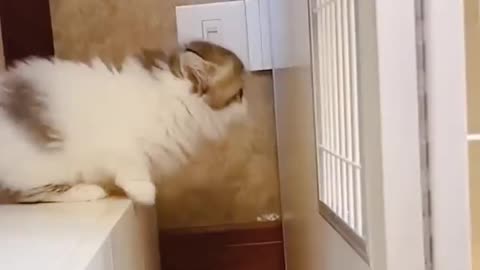 Funny Cats