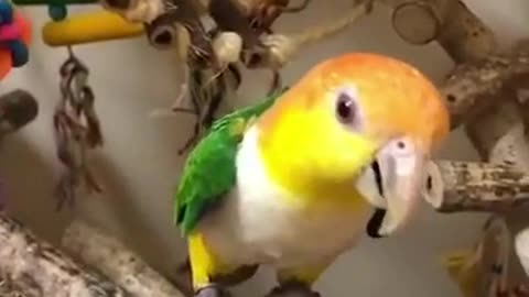Super funny Birds ,Parrots and other animal Best link in description