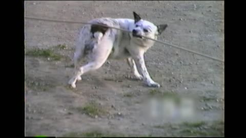 Smart Dog Scratches His Own Back With A Rope