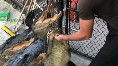 man feeding crocodile