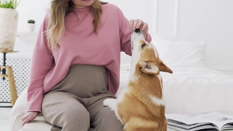 Pregnant woman playing with her cute dog