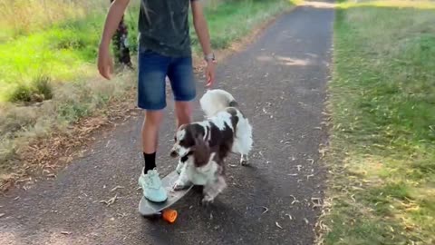 Spaniel Pushes Boy on Skateboard
