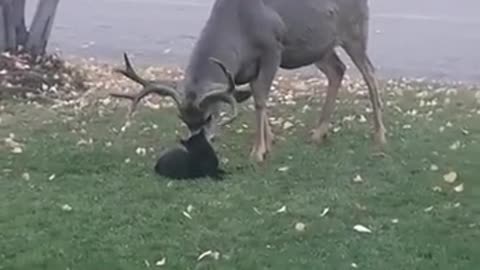 CAT VS DEER LOL