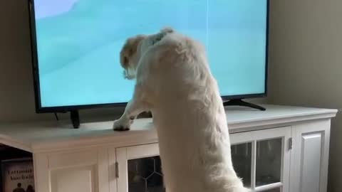 This pup is just as excited as we are to see sports on TV