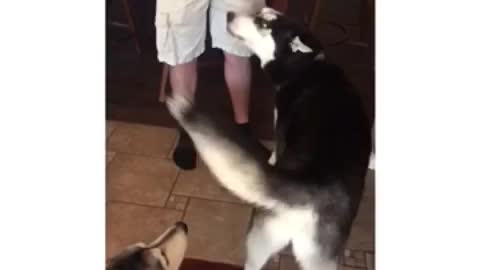 Husky talks back