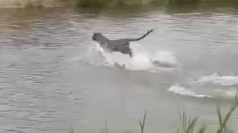 Female tiger Jump over the river high Jump