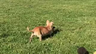 Chihuahua following brown duckling