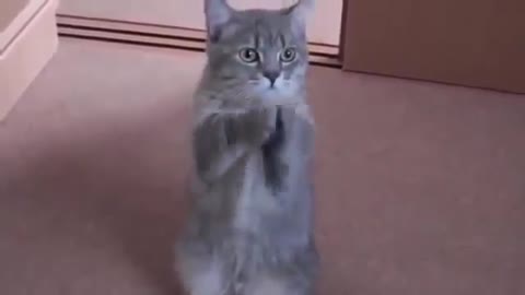 A cute cat asking for food, very cute reaction