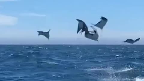 eagle rays breaching the surface