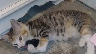 Cute kitten plays with black mouse toy by wardrobe