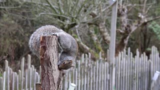 The gray squirrel is feeding on the corner of the tree.