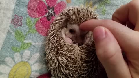 How to instantly calm a grumpy hedgehog
