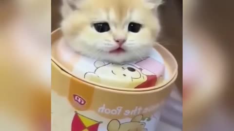 Funny cat