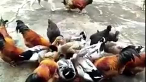 Angry Dog vs Cute Chicken Funny Fight