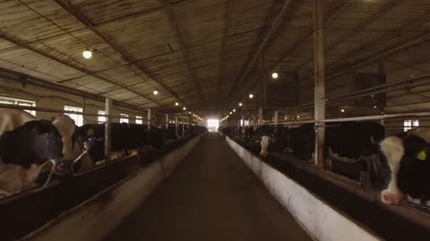 Herd of cows in cowshed. Animals are chewing feed. Cows at the rural farm