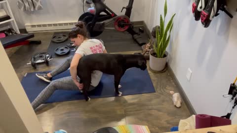 Post Workout Dog Squishes
