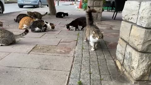 Cute and beautiful street cats. You have never seen so many cats together.