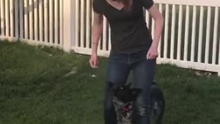 Dog practicing tricks