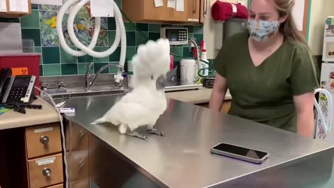 Funny dancing cockatoo socializing with Vet Hospital Staff