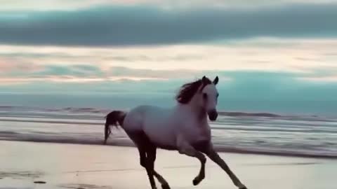 Caballo hermoso