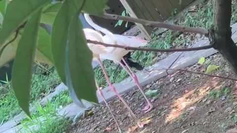 Long legged Flamingo